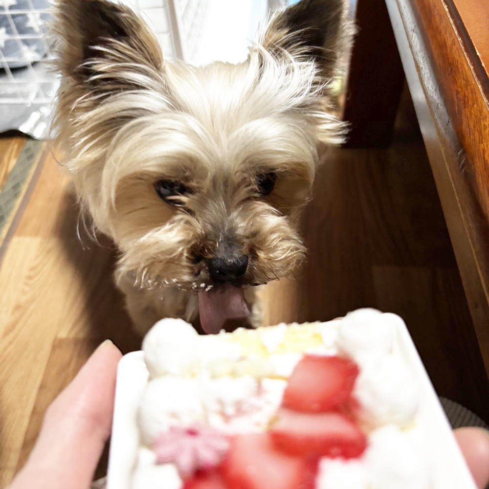 ☆卒業犬テーラーちゃんとモニカちゃんの近況☆